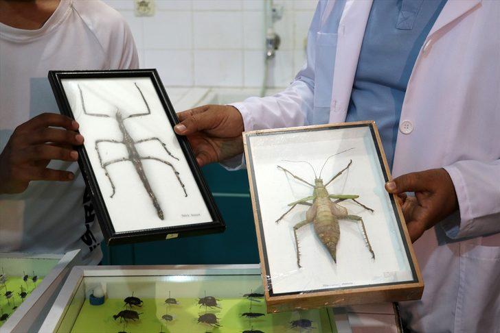Anadolu'da çoğunluğu avcı ve tarım yararlısı 44 böcek türü keşfedildi G2