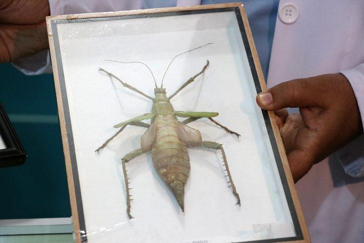 Anadolu'da çoğunluğu avcı ve tarım yararlısı 44 böcek türü keşfedildi G3