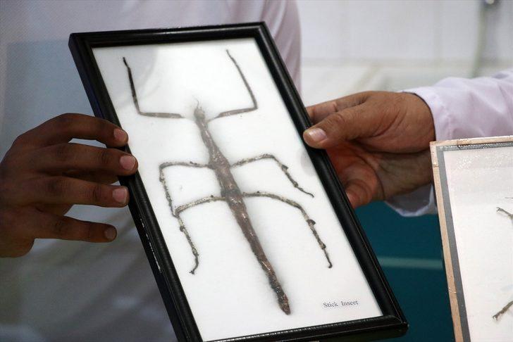 Anadolu'da çoğunluğu avcı ve tarım yararlısı 44 böcek türü keşfedildi G4