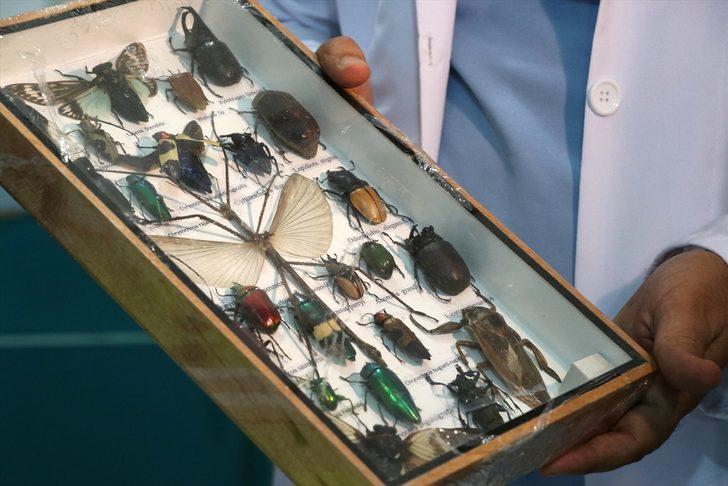 Anadolu'da çoğunluğu avcı ve tarım yararlısı 44 böcek türü keşfedildi G5