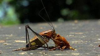 Muş'taki çalı çekirgeleri çiftçinin kabusu oldu