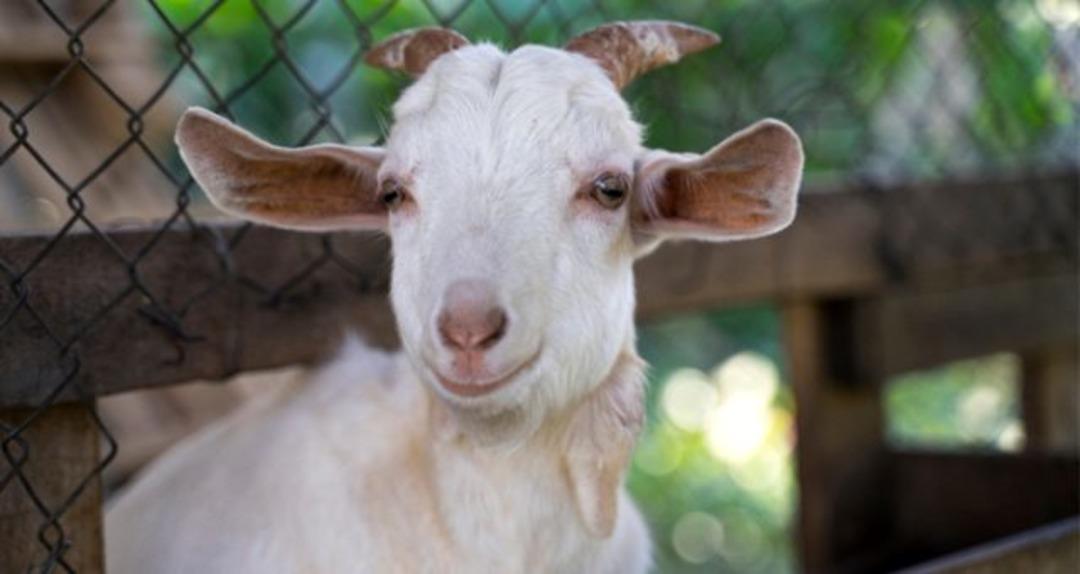 Kurbanlık fiyatları 2021 ne kadar? B&uuml;y&uuml;kbaş ve k&uuml;&ccedil;&uuml;kbaş kurbanlık fiyatları ne kadar?