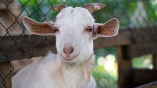 Kurbanlık fiyatları 2021 ne kadar? Büyükbaş ve küçükbaş kurbanlık fiyatları ne kadar?