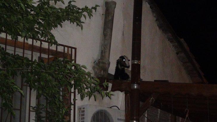 Sakarya'da çatıdaki keçi operasyonu renkli görüntülere sahne oldu G1