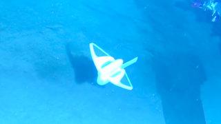 Çin'de yumuşak robot balık geliştirildi