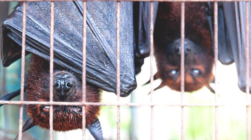 Koronavirüsle ilgili çarpıcı araştırma: Çin'deki o pazarda yarasa satılmadı