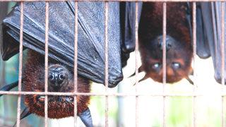 Koronavirüsle ilgili çarpıcı araştırma: Çin'deki o pazarda yarasa satılmadı