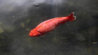 Gizemli göl! Kuraklığın yaşandığı köyde bir tek orası kurumadı