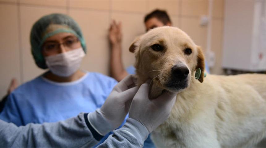 Hayvan hakları yasası ne zaman çıkacak? Cumhurbaşkanı Erdoğan açıkladı! 