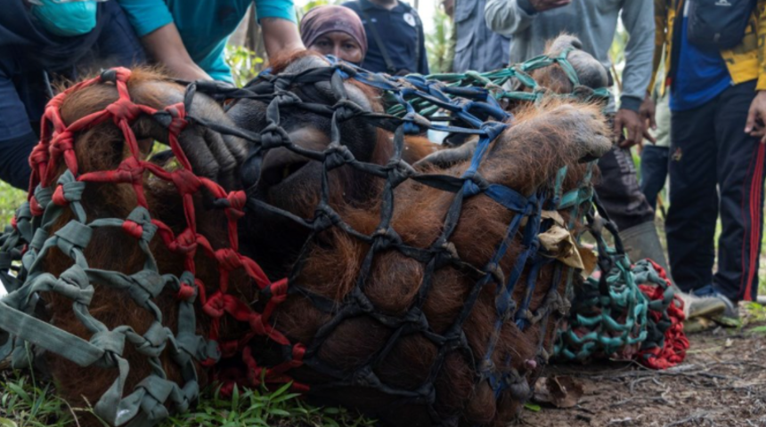 Yeni evine taşındı! 15 yaşındaki orangutanın hüzünlü yolculuğu