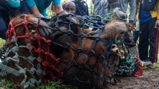 Yeni evine taşındı! 15 yaşındaki orangutanın hüzünlü yolculuğu