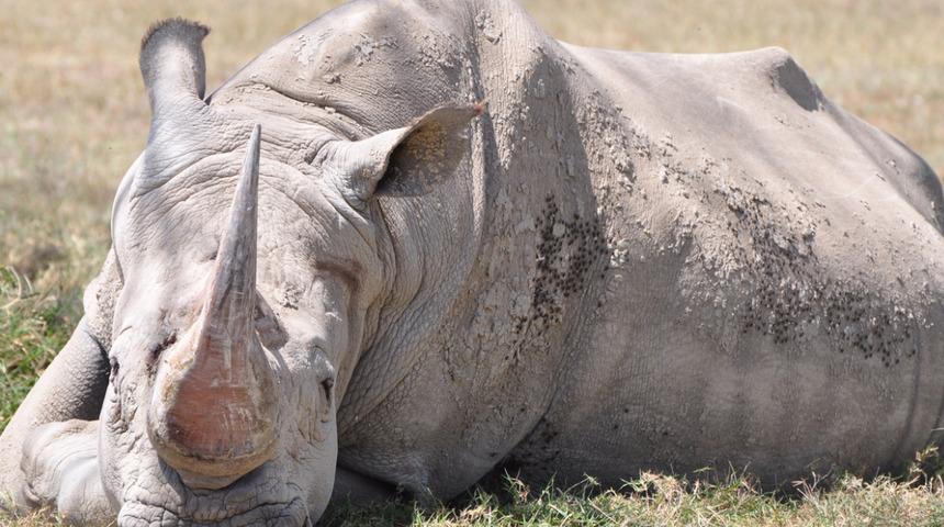 Gergedan Emma 16 saat süren yolculuk sonunda aşkına kavuştu: Doğruda yatak odasına gitti