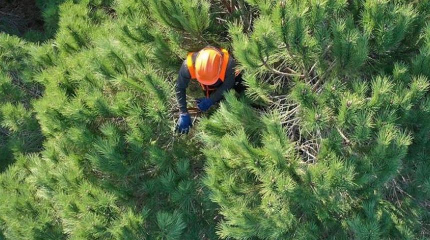 OGM işçi alımı 2021 ne zaman, başladı mı? 2021 Orman Genel Müdürlüğü OGM işçi alımı başvuru şartları neler?