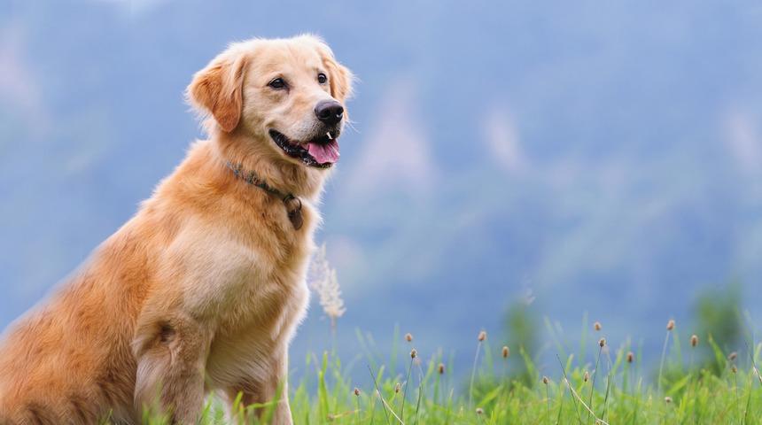 Instagram 'save a dog' bağışı nasıl yapılır? Save a dog paylaşımı kampanyası anlama gelir?