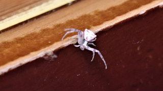 Türkiyede 7'inci kez görüldü! Arı ve büyük sineklerle besleniyor