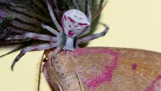 Manisa’da ’insan yüzlü’ örümcek görüldü