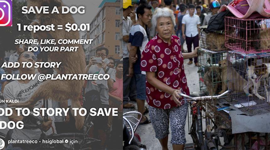 Save a dog ne demek? Save a dog ücretli bağış mı yapılıyor?