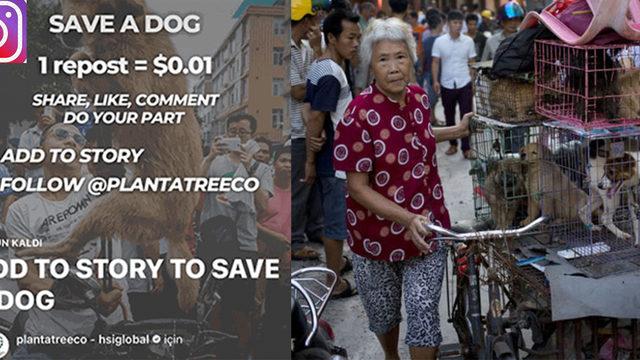 Save a dog ne demek? Save a dog ücretli bağış mı yapılıyor?