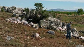 Burdur'da yıldırım isabet eden 23 koyun telef oldu