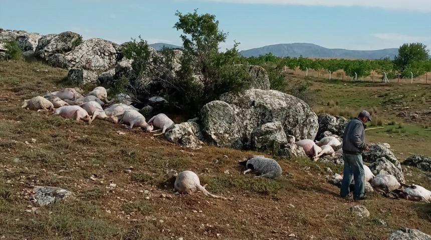 Burdur'da yıldırım isabet eden 23 koyun telef oldu