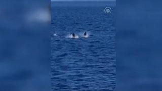 Bodrum açıklarında görüntülenen yunuslardan görsel şölen