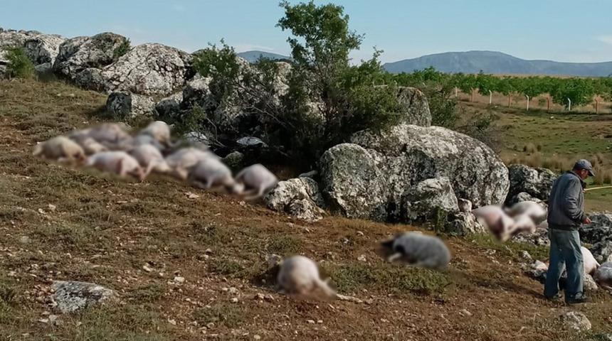 Burdur'da yıldırım isabet eden 23 koyun telef oldu