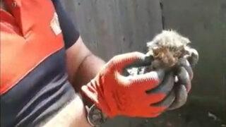 Su borusuna sıkışan 2 yavru kedi kurtarıldı