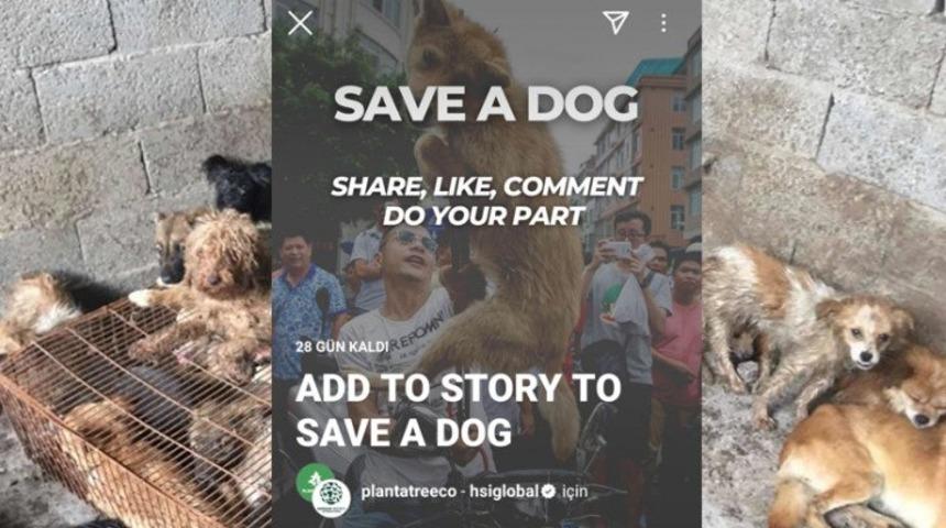 Save a Dog sahte miydi? Köpek yeme festivaline karşı başlatılan kampanya ile ilgili şoke eden iddia