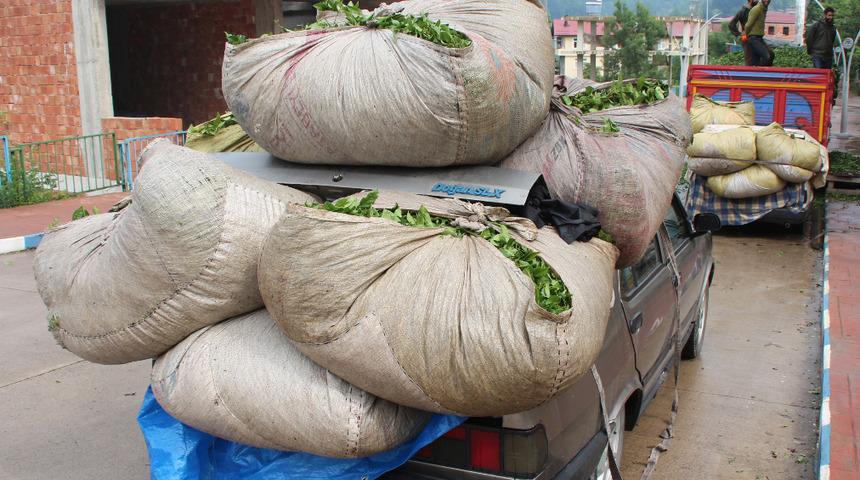 Çay hasadında otomobiller, kamyona dönüşüyor! Lüks araçlarını kullanan bile var
