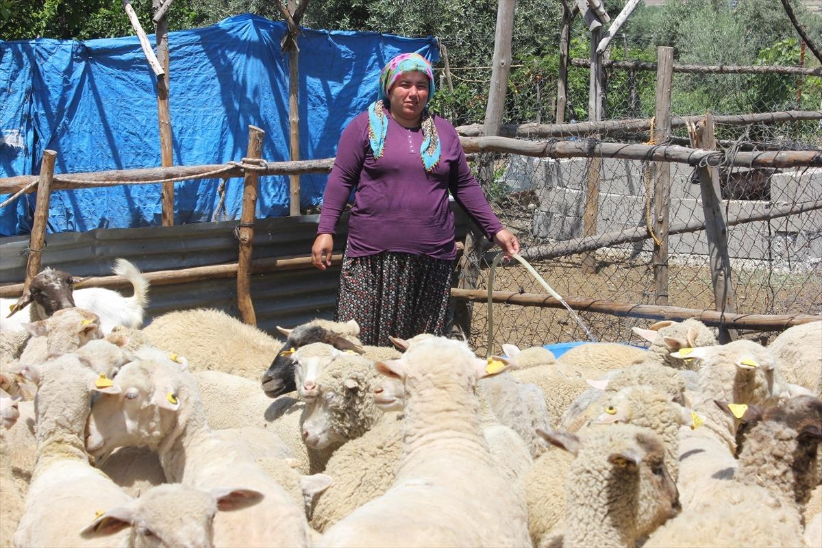 Osmaniyeli besici kadın devletten aldığı destekle s&uuml;r&uuml; sahibi oldu