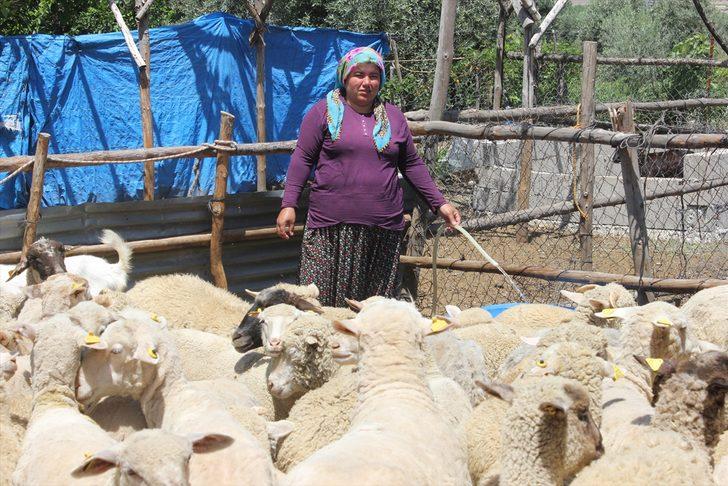 Osmaniyeli besici kadın devletten aldığı destekle sürü sahibi oldu G1