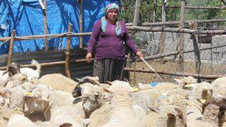 Osmaniyeli besici kadın devletten aldığı destekle sürü sahibi oldu