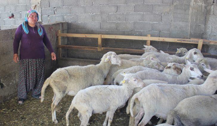 Osmaniyeli besici kadın devletten aldığı destekle sürü sahibi oldu G2