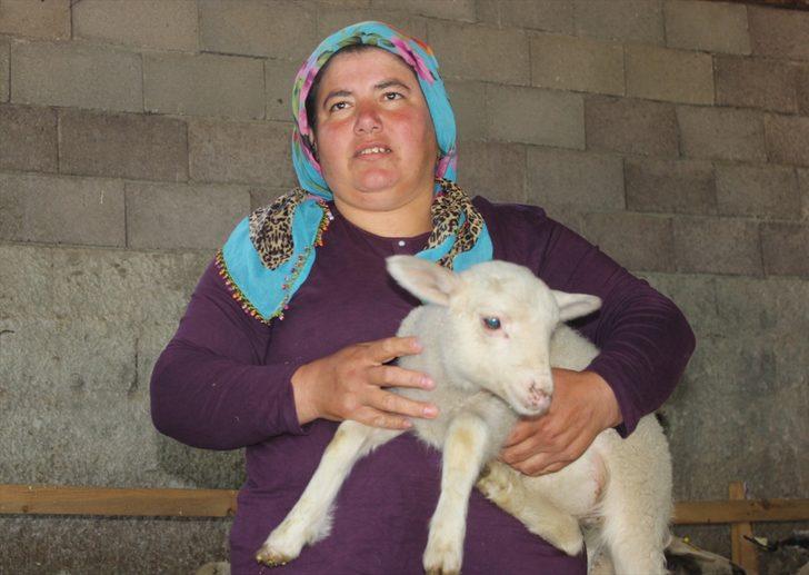 Osmaniyeli besici kadın devletten aldığı destekle sürü sahibi oldu G3