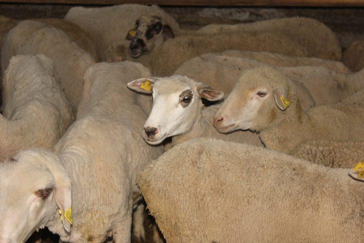 Osmaniyeli besici kadın devletten aldığı destekle sürü sahibi oldu G4