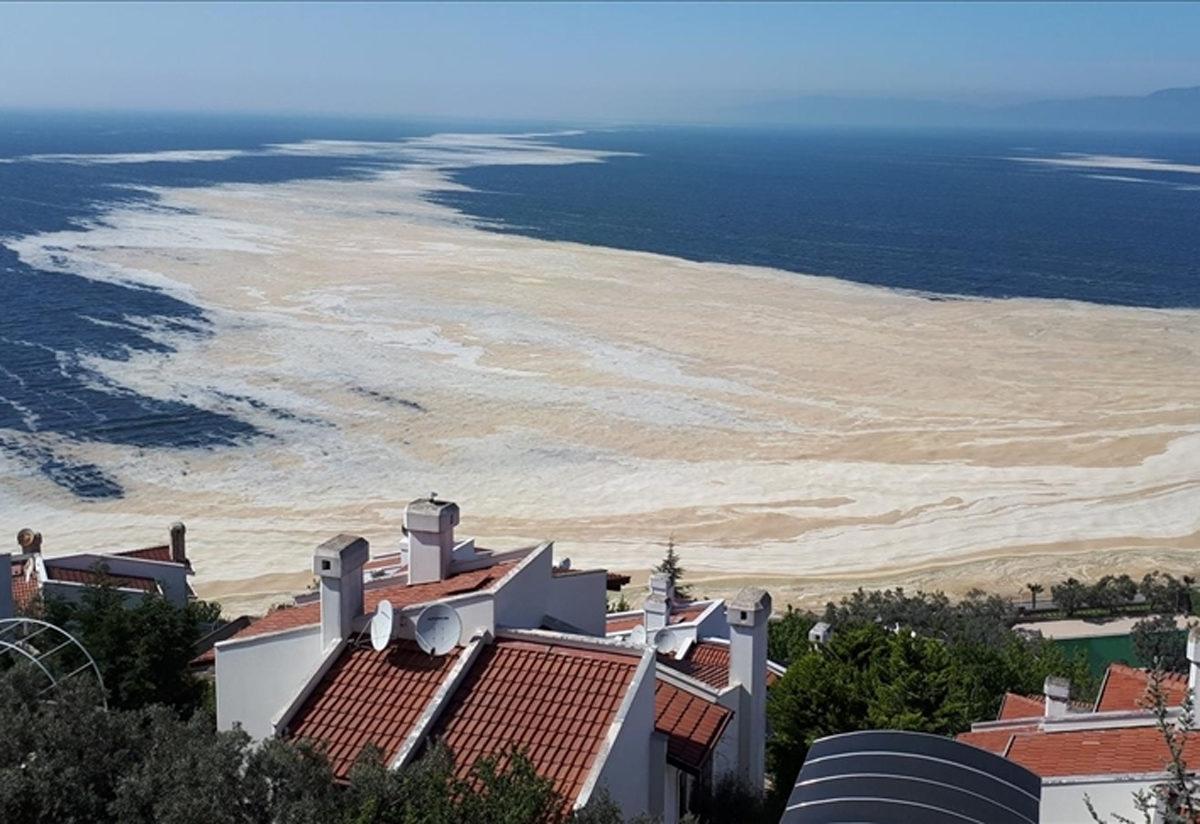 Deniz Salyasiyla Ilgili Cok Onemli Gelisme Arastirmada Sona Gelindi Yaralara Merhem Olacak Son Dakika Haberler