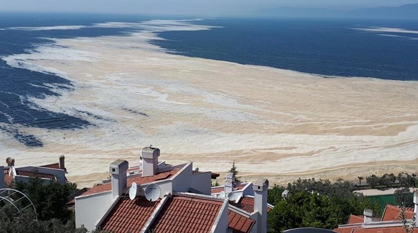 Deniz salyasıyla ilgili çok önemli gelişme! Araştırmada sona gelindi: Yaralara merhem olacak