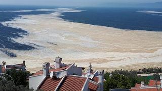 Deniz salyasıyla ilgili çok önemli gelişme! Araştırmada sona gelindi: Yaralara merhem olacak