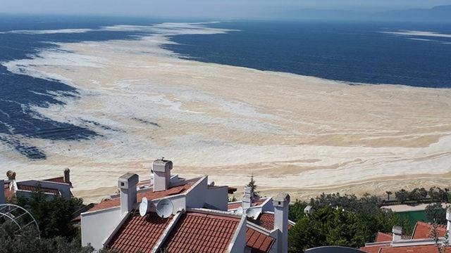 Deniz salyasıyla ilgili çok önemli gelişme! Araştırmada sona gelindi: Yaralara merhem olacak