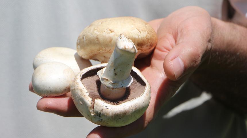 Ölüm meleği de denilen mantar için uyarı: Dünyanın en zehirli mantarıyla, yenebilen mantar birbirinin ikizi