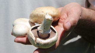 Ölüm meleği de denilen mantar için uyarı: Dünyanın en zehirli mantarıyla, yenebilen mantar birbirinin ikizi