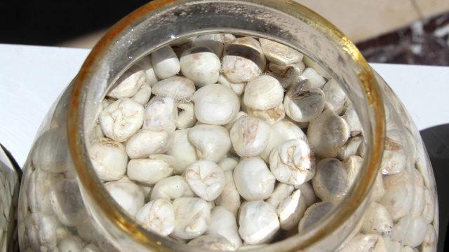 Bir ay çiğnenebiliyor! Kenger sakızı altınla yarışıyordu, fiyatı ile altını geçti