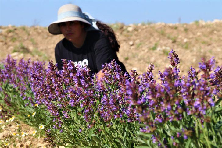 Üniversitenin 350 dekar alanda oluşturduğu ada çayı bahçeleri çiftçilere yön verecek G1