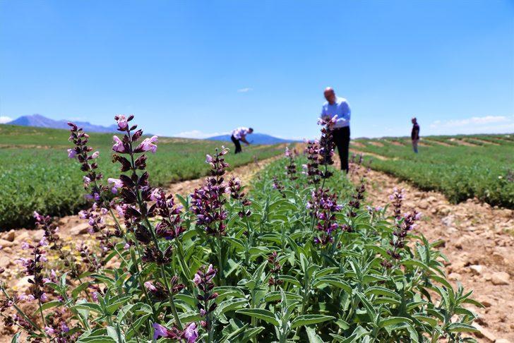 Üniversitenin 350 dekar alanda oluşturduğu ada çayı bahçeleri çiftçilere yön verecek G2