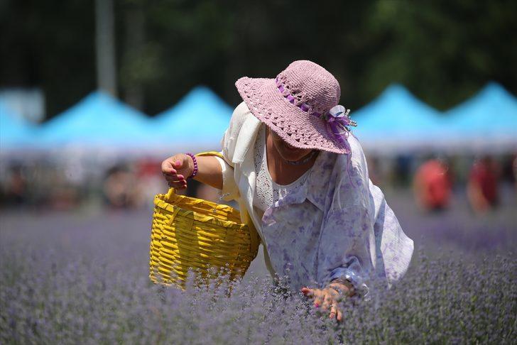 Edirne'de lavanta tarlaları fotoğraf stüdyolarını aratmıyor G2