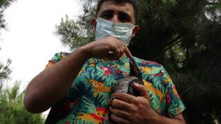 Vefalı karga veterineri bırakmıyor: Muhabbet kuşu gibi oldu