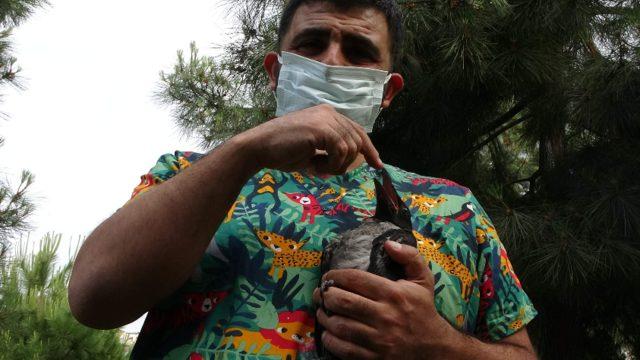 Vefalı karga veterineri bırakmıyor: Muhabbet kuşu gibi oldu