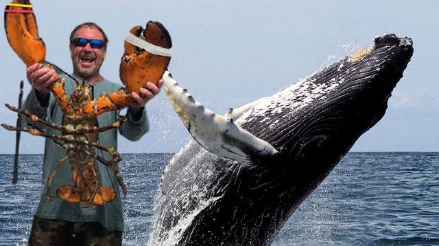ABD'de kambur balinanın ağzına aldığı dalgıç yem olmaktan kurtuldu