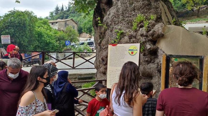 Hz. Musa'nın diktiğine inanılan ağaca yoğun ilgi! 
