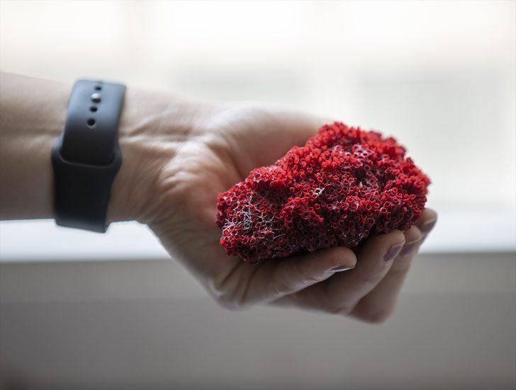 Aktarlarda satılan "kardeş kanı" bitkisi, hayati tehlike yaratıyor G1